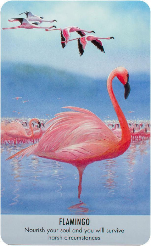 Bird Messages Cards Deck And Book Cico Books Esoteric Susie Green Fortune NEW