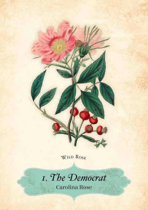 Oracle Of The Roses Cards Rockpool Cheralyn Darcey 44 Divinely Illustrated NEW