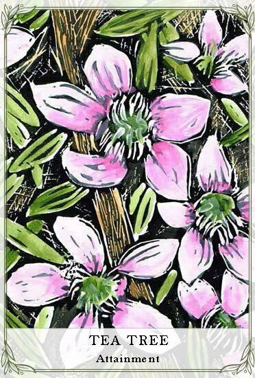 Australian Wildflower Reading Cards Deck Rockpool Cheralyn Darcey Guidebook Bag