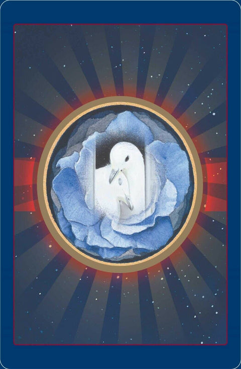 Animal Oracle Cards – Loving Messages for Insight, Comfort & Healing With Bag