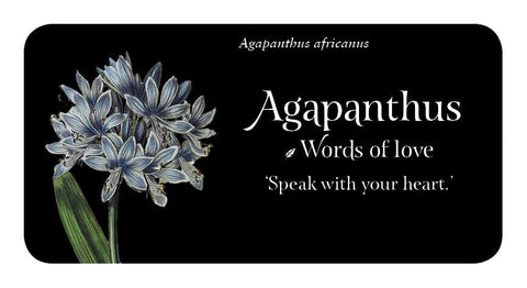The Language Of Flowers Inspiration Cards Deck Rockpool Publishing Cheralyn NEW