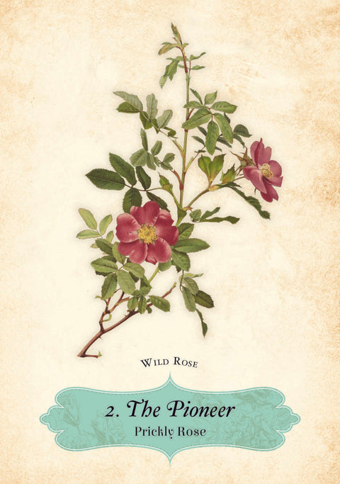 Oracle Of The Roses Cards Rockpool Cheralyn Darcey 44 Divinely Illustrated NEW