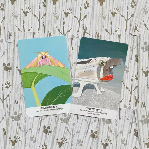 Unusual Animal Messages Oracle Cards Deck & Book Cico Books Manda Comisari NEW