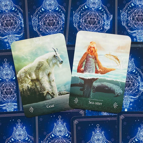 Divine Animals Oracle Cards Deck Rockpool Publishing Stacey Demarco Kinga NEW