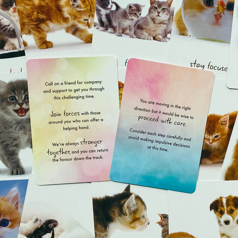 Cat Wisdom Cards Deck Inspirational Uplifting Tanya Graham Blue Angel NEW