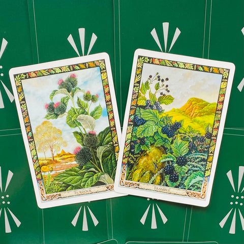 The Druid Plant Oracle Cards & Guidebook Welbeck Publishing