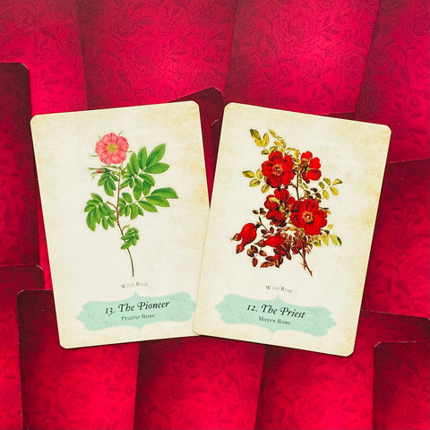 Oracle Of The Roses Cards Rockpool Cheralyn Darcey 44 Divinely Illustrated NEW