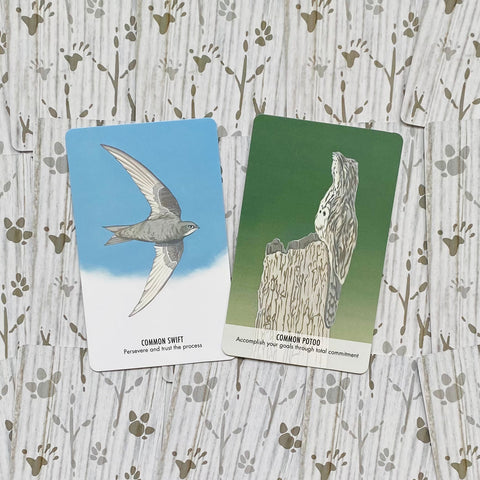 Unusual Animal Messages Oracle Cards Deck & Book Cico Books Manda Comisari NEW
