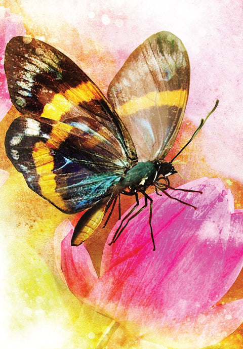 Butterfly Transformations Card Deck 2Nd Edition Blue Angel Alana Fairchild Btc24