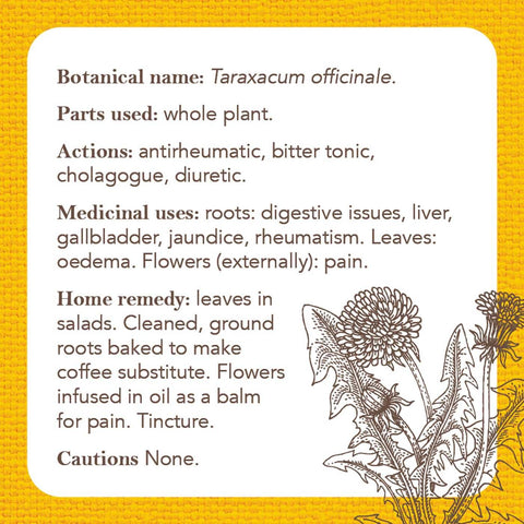 Apothecary Flashcards Deck – Herbal Remedies & Plant Medicine Study Cards