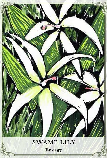 Australian Wildflower Reading Cards Deck Rockpool Cheralyn Darcey Guidebook NEW