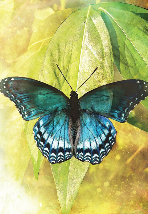 Butterfly Transformations Card Deck 2Nd Edition Blue Angel Alana Fairchild Btc24