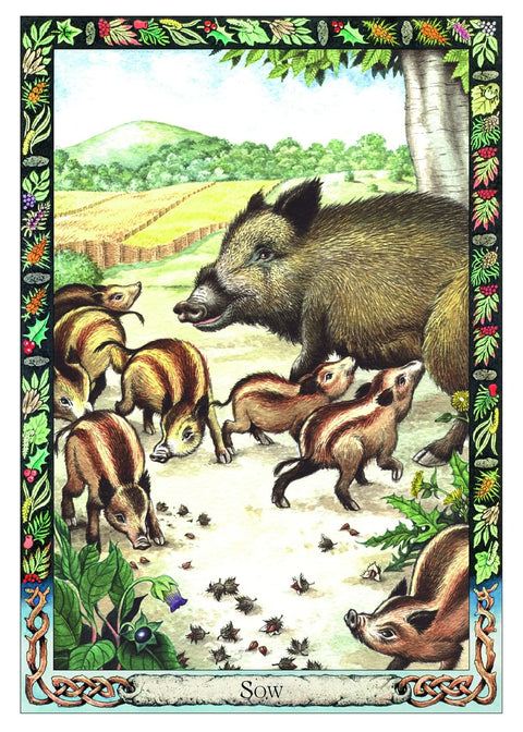 The Druid Animal Oracle Deck Cards By S. Carr-Gomm & B. Worthington Wbp11