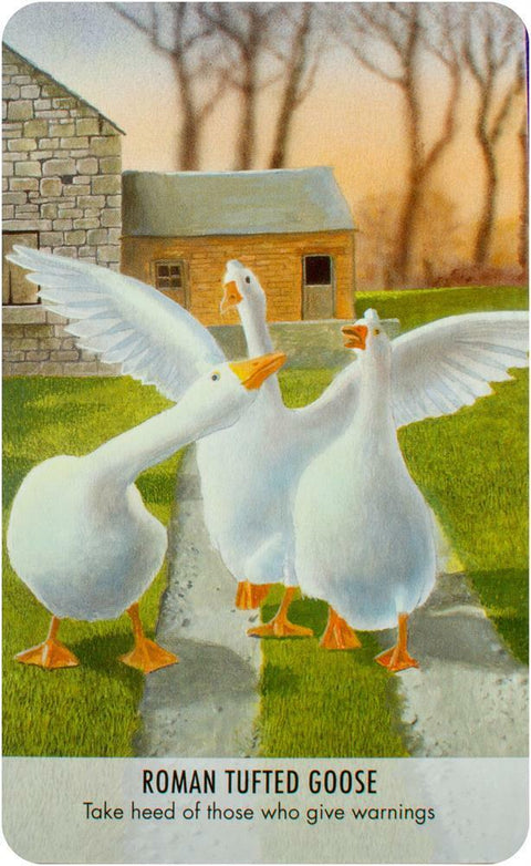 Bird Messages Cards Deck And Book Cico Books Esoteric Susie Green Fortune NEW