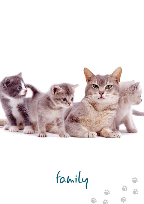 Cat Wisdom Cards Deck Inspirational Uplifting Tanya Graham Blue Angel NEW