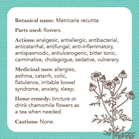 Apothecary Flashcards Deck – Herbal Remedies & Plant Medicine Study Cards