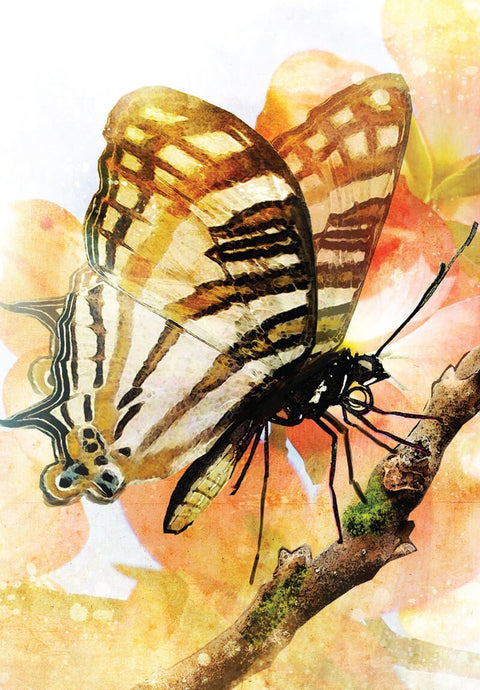 Butterfly Transformations Card Deck 2Nd Edition Blue Angel Alana Fairchild Btc24