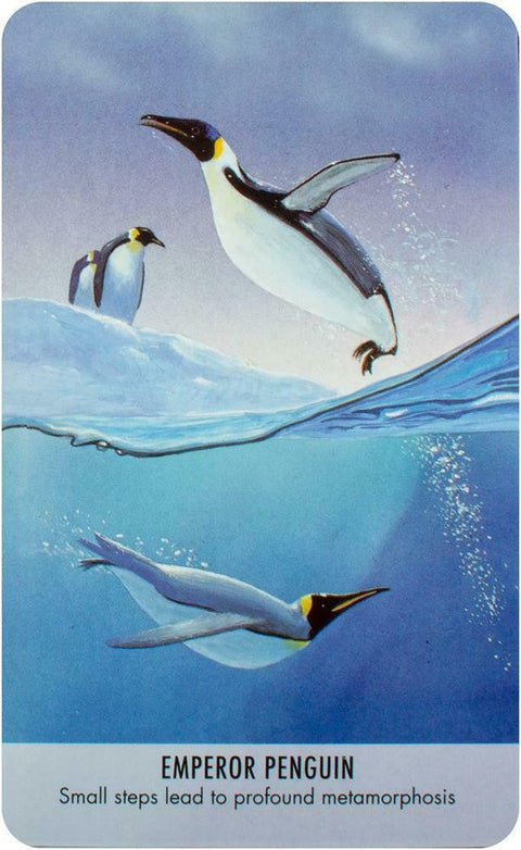 Bird Messages Cards Deck And Book Cico Books Esoteric Susie Green Fortune NEW