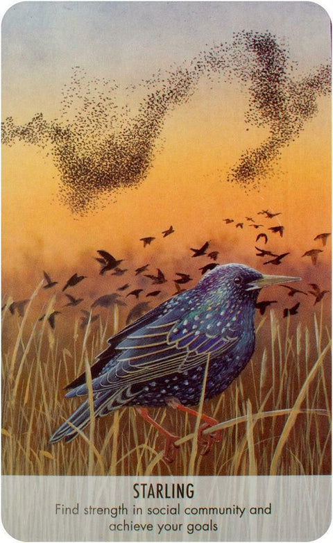 Bird Messages Cards Deck And Book Cico Books Esoteric Susie Green Fortune NEW