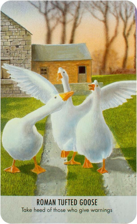 Bird Messages Cards Deck And Book Cico Books Esoteric Susie Green Fortune NEW