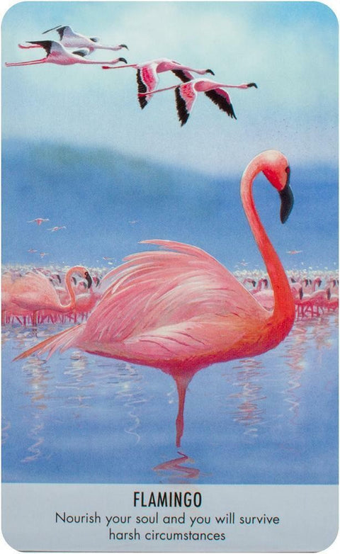 Bird Messages Cards Deck And Book Cico Books Esoteric Susie Green Fortune NEW
