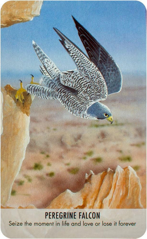 Bird Messages Cards Deck And Book Cico Books Esoteric Susie Green Fortune NEW