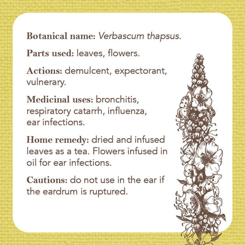 Apothecary Flashcards Deck – Herbal Remedies & Plant Medicine Study Cards
