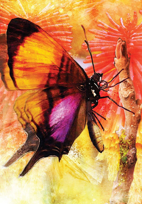 Butterfly Transformations Card Deck 2Nd Edition Blue Angel Alana Fairchild Btc24