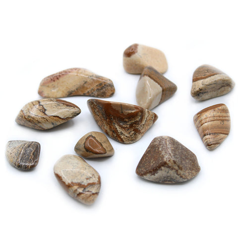 24 Medium Tumble Stones - Petrified Wood M Gemstones Amulet Ancient Wisdom NEW