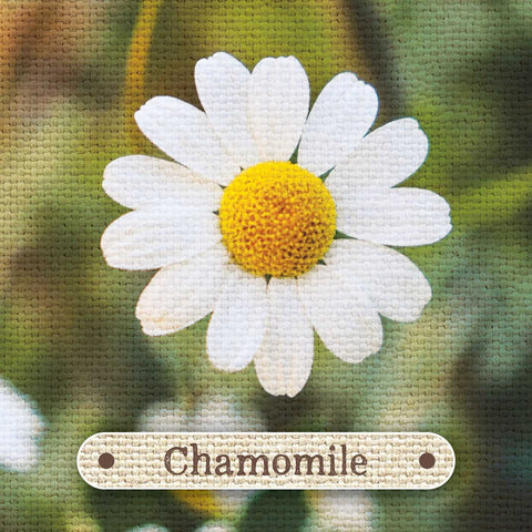 Apothecary Flashcards Deck – Herbal Remedies & Plant Medicine Study Cards