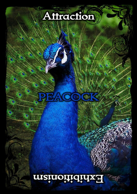 Animal Guidance And Aspects Oracle Cards Deck Solarus By Kate Osborne NEW