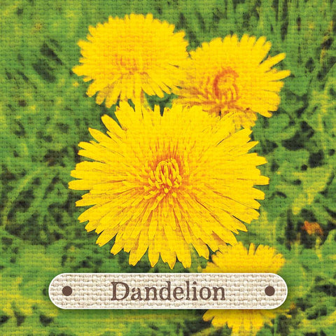 Apothecary Flashcards Deck – Herbal Remedies & Plant Medicine Study Cards
