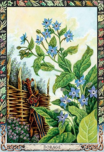 The Druid Plant Oracle Cards & Guidebook Welbeck Publishing