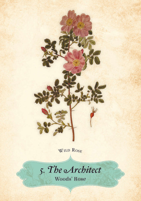 Oracle Of The Roses Cards Rockpool Cheralyn Darcey 44 Divinely Illustrated NEW