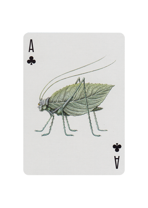 2 Cabinetarium Decks Playing Cards Magic Tricks Poker USa Art Of Play Aop003