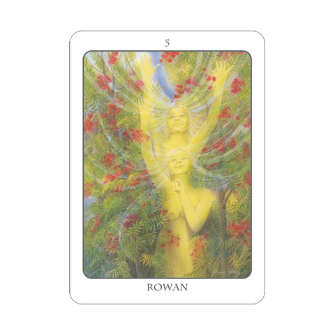 The Tree Angel Oracle Deck And Book Divination Earth Dancer Fred Hageneder NEW