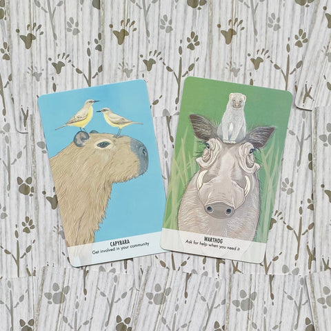 Unusual Animal Messages Oracle Cards Deck & Book Cico Books Manda Comisari NEW