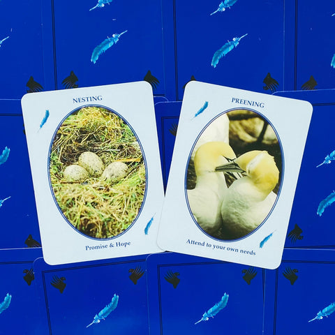 Feathered Omens Messenger Birds Spirit World Oracle Cards & Book Set