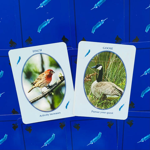 Feathered Omens Messenger Birds Spirit World Oracle Cards & Book Set