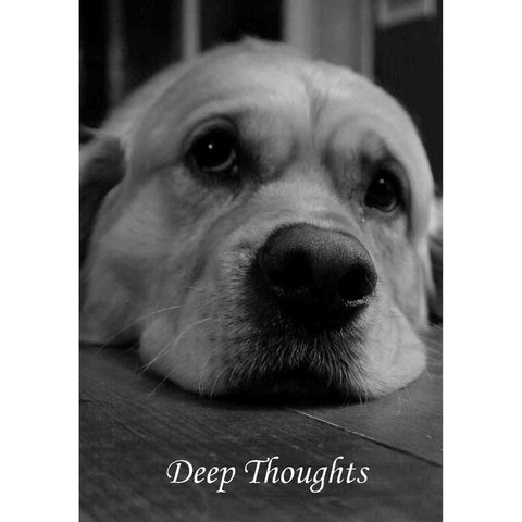 Simple Wisdom Of The Household Dog Oracle Cards & Book Schiffer Publishing
