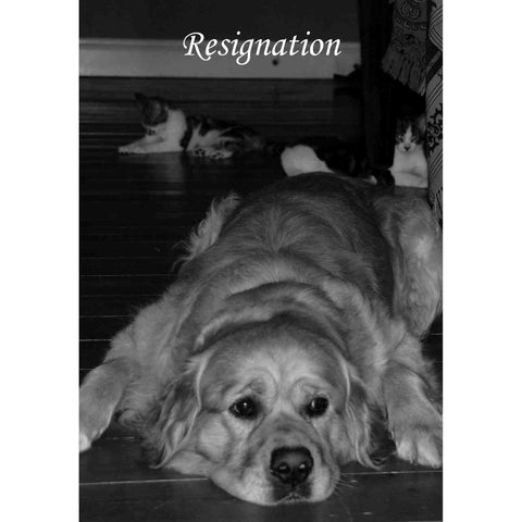Simple Wisdom Of The Household Dog Oracle Cards & Book Schiffer Publishing