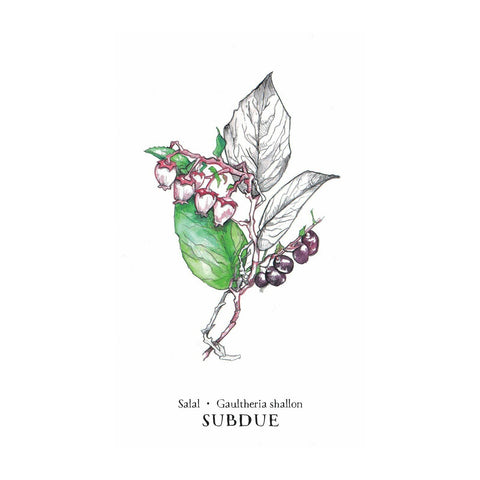 Hedgewitch Botanical Oracle Cards Deck Siolo Thompson Llewellyn