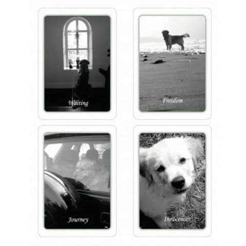 Simple Wisdom Of The Household Dog Oracle Cards & Book Schiffer Publishing