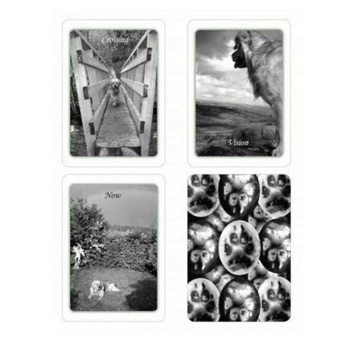 Simple Wisdom Of The Household Dog Oracle Cards & Book Schiffer Publishing