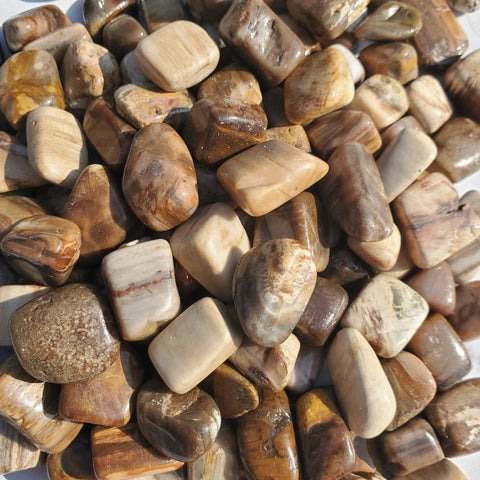 24 Medium Tumble Stones - Petrified Wood M Gemstones Amulet Ancient Wisdom NEW
