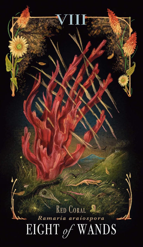 Midnight Magic Mushroom Tarot Card Deck by Sara Richard Adams Media