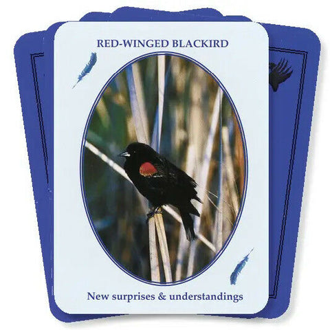 Feathered Omens Messenger Birds Spirit World Oracle Cards & Book Set