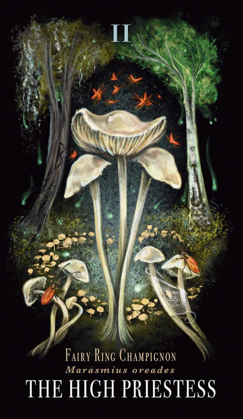 Midnight Magic Mushroom Tarot Card Deck by Sara Richard Adams Media
