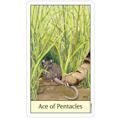 Cats Eye Tarot Deck Cards Esoteric Telling Cute US Games Systems NEW