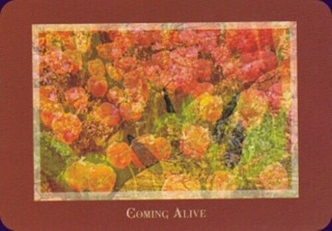 Gaia'S Vision Oracle Cards Deck Original Schiffer Publishing By Susan Starr NEW